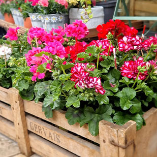 Fleurs de Champ - Plantes